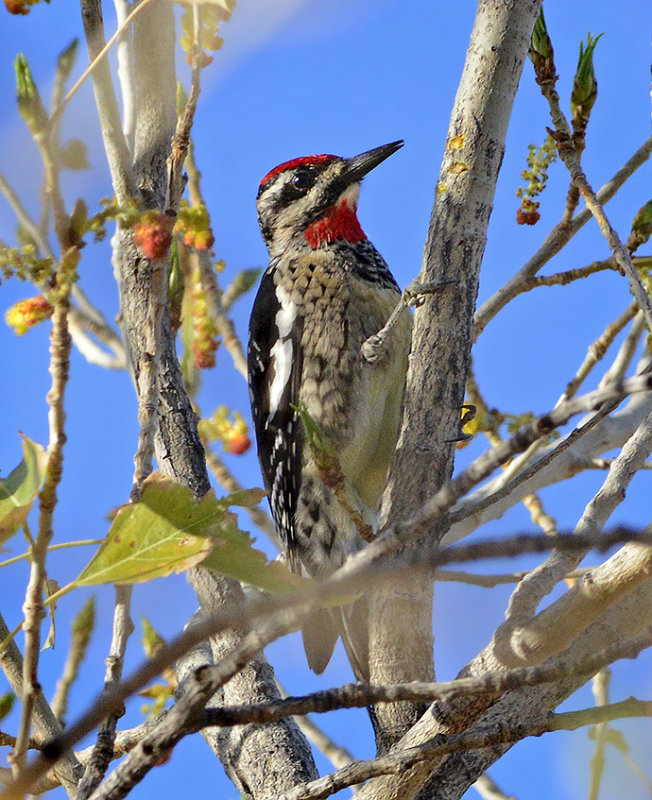 Red-naped Sapsucker (Female)
