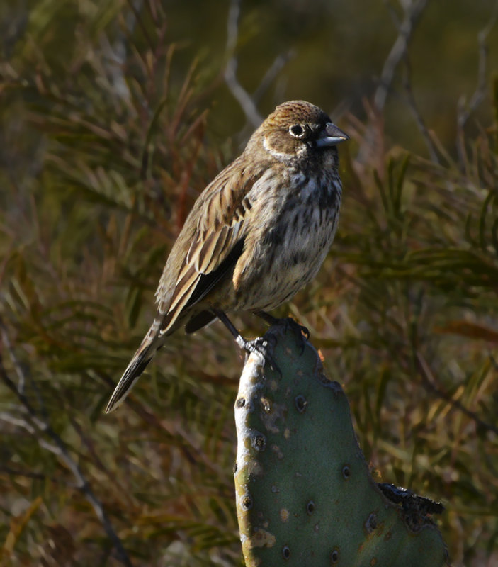 Lark Bunting