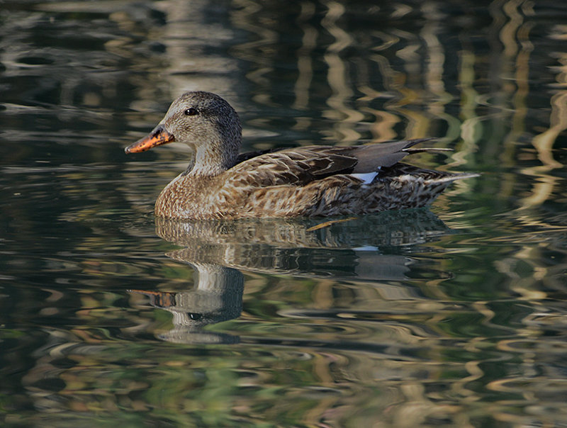 Gadwall (Female)