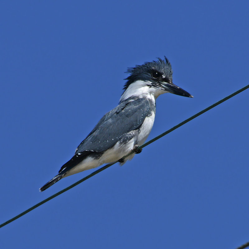 Belted Kingfisher (Male)