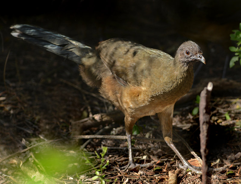 Plain Chachalaca