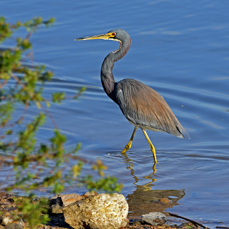 Tri-colored Heron 