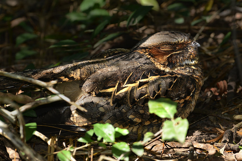 Common Pauraque