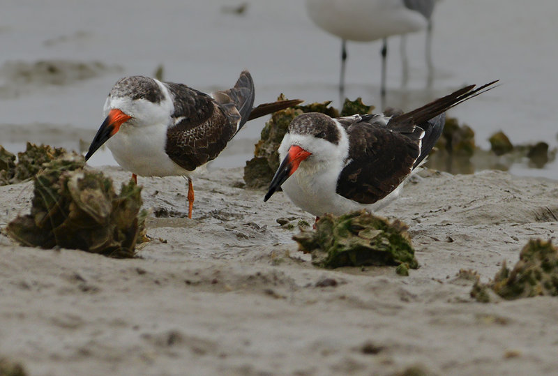 Black Skimmers (Juveniles)