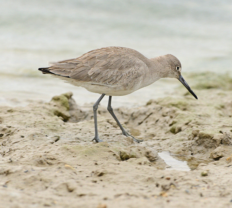 Willet