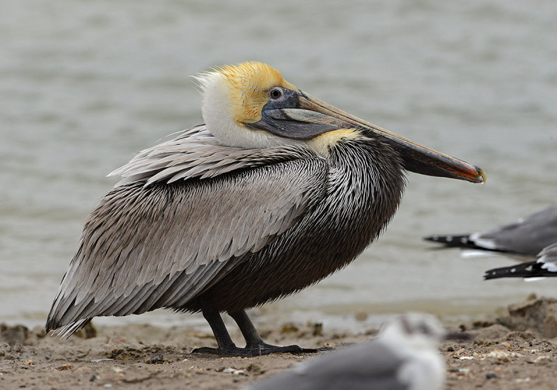 Brown Pelican  (Non-breeding Adult)