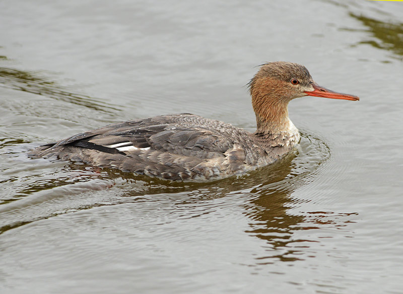 Red-breasted Merganser (Female)