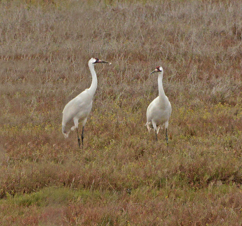Whooping Cranes (Rare and Endangered)