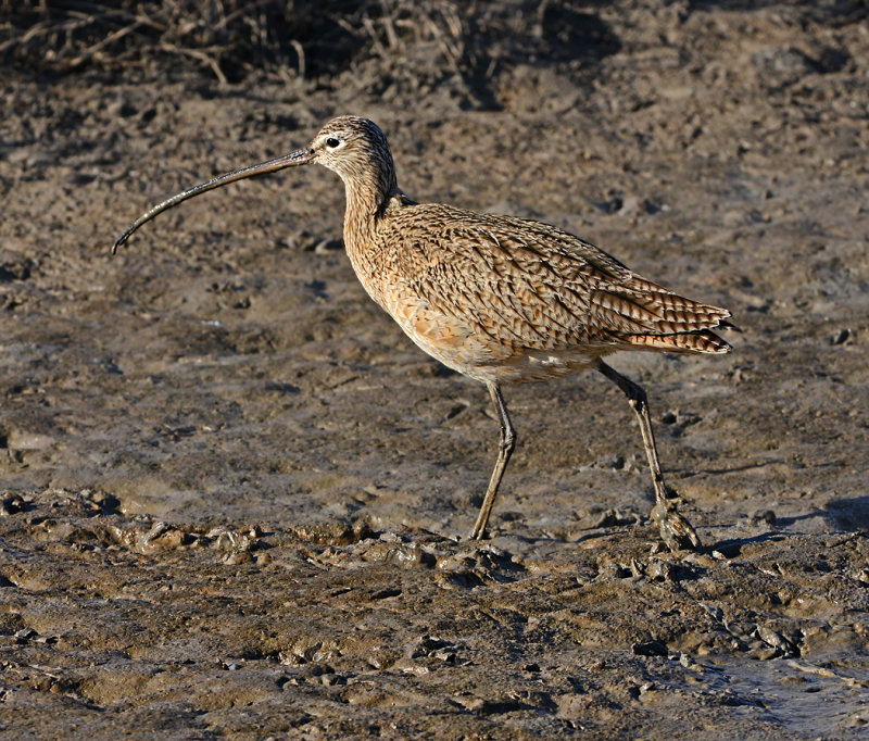 Long-billed Curlew 