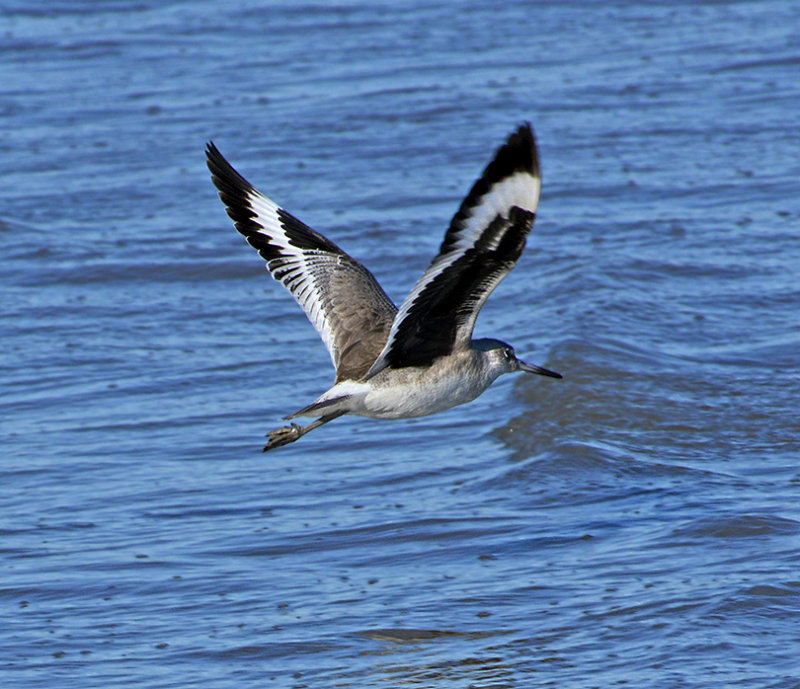 Western Sandpiper 
