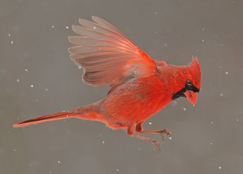 Northern Cardinal Flight