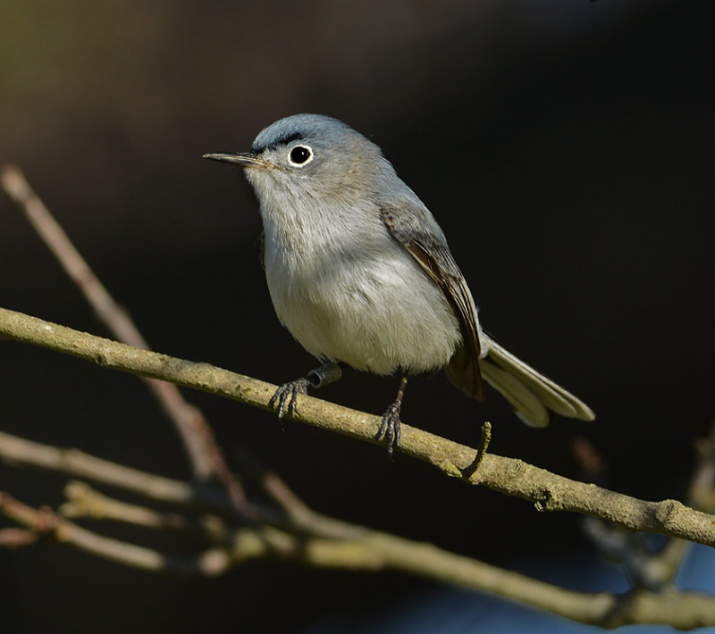 Blue-gray Gnatcatcher (Male)