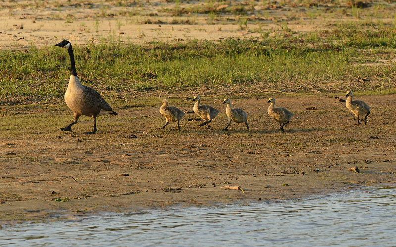 Canada Goose and Goslings 