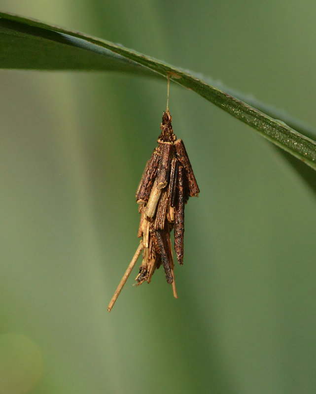 Abbots Bagworm Moth (0454)
