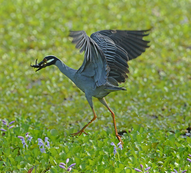 Adult Flying Away with Crayfish Prey