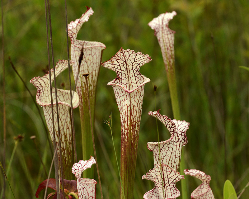 White-topped Pitcher Plants