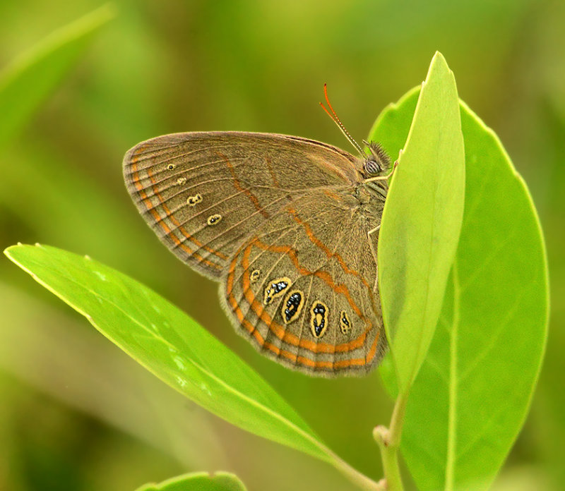 Georgia Satyr