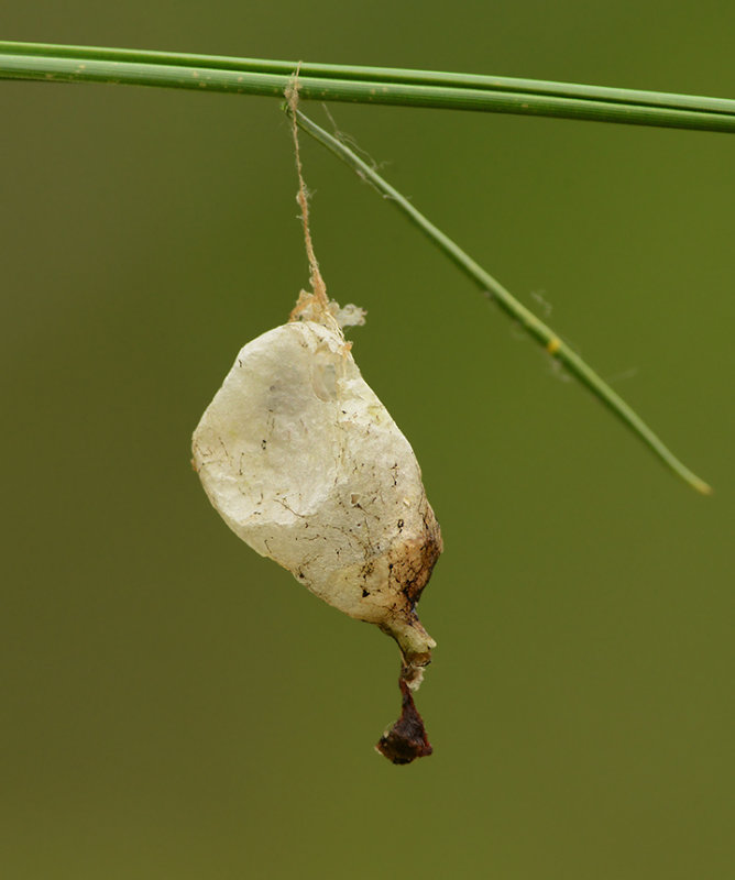 Insect Larval Sac