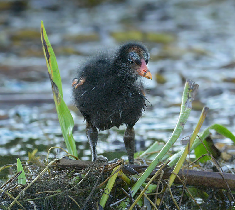 Moorhen Chick 