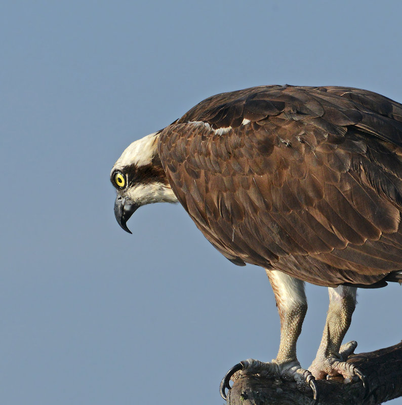 Osprey 