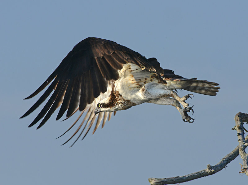 Osprey