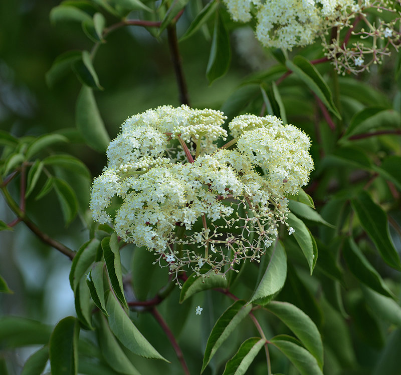 Elderberry 