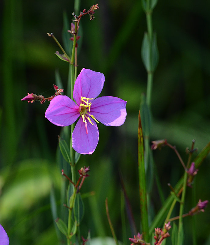 Savannah Meadowbeauty