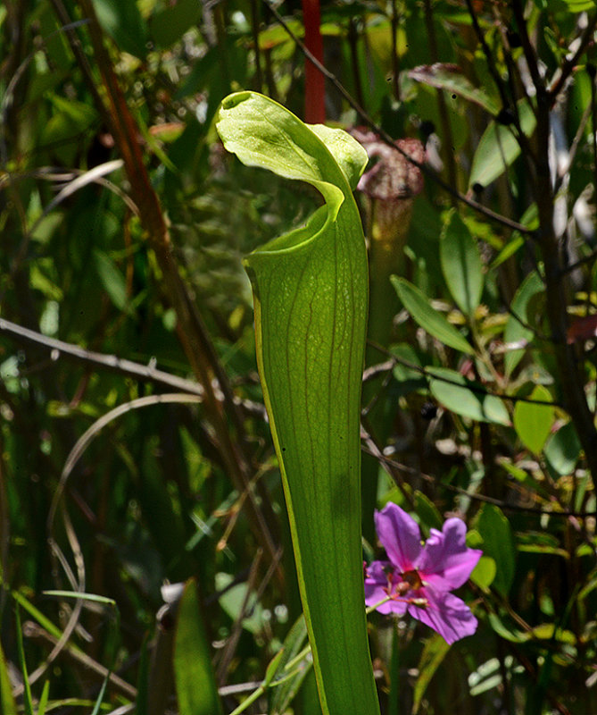 Yellow Pitcher Plant 
