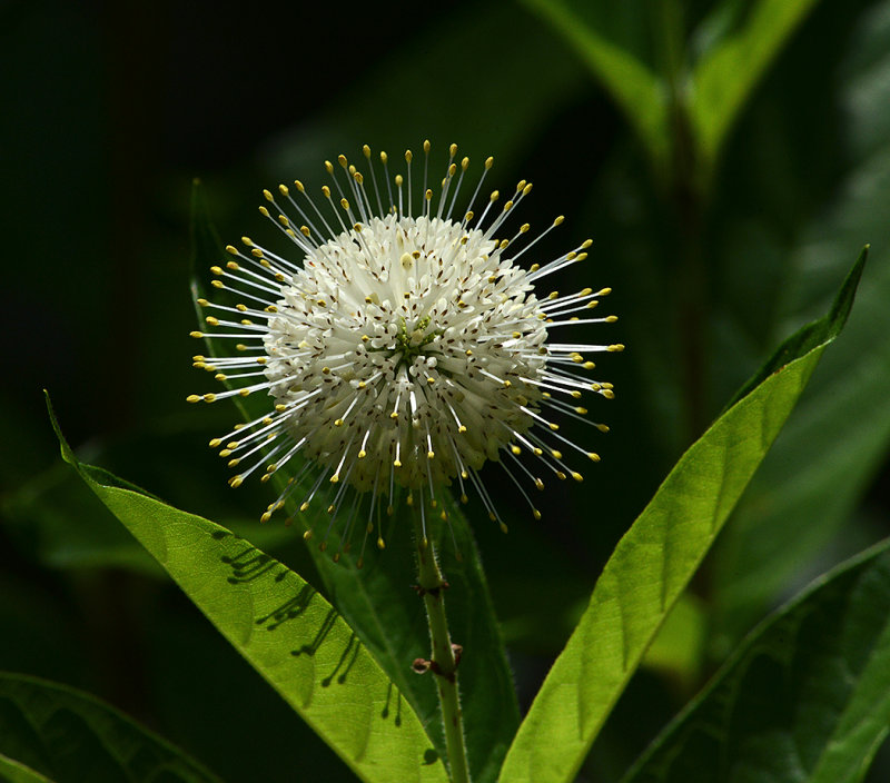 Buttonbush