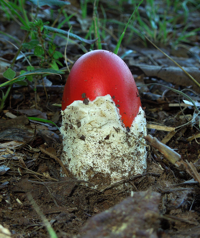Red-capped Mushroom 