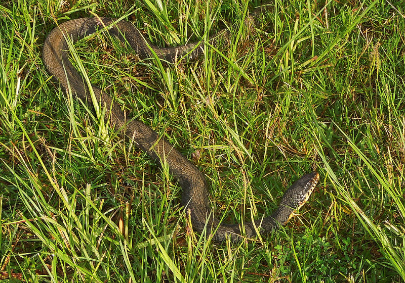 Southern Black Racer 