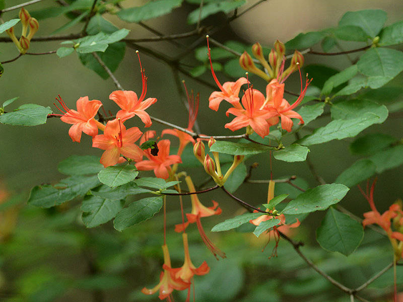 Rhododendron, Carolina