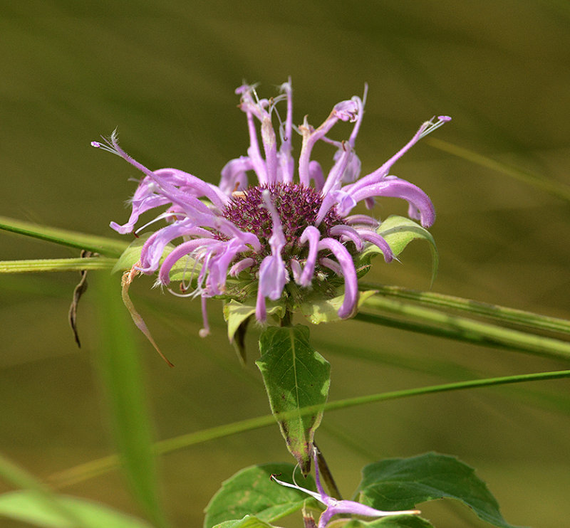 Bee Balm 