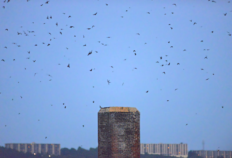 Chimney Swifts Preparing to Roost