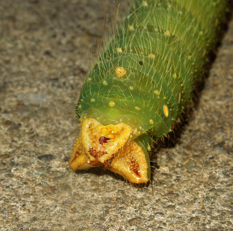 Imperial Moth Caterpillar (7704)