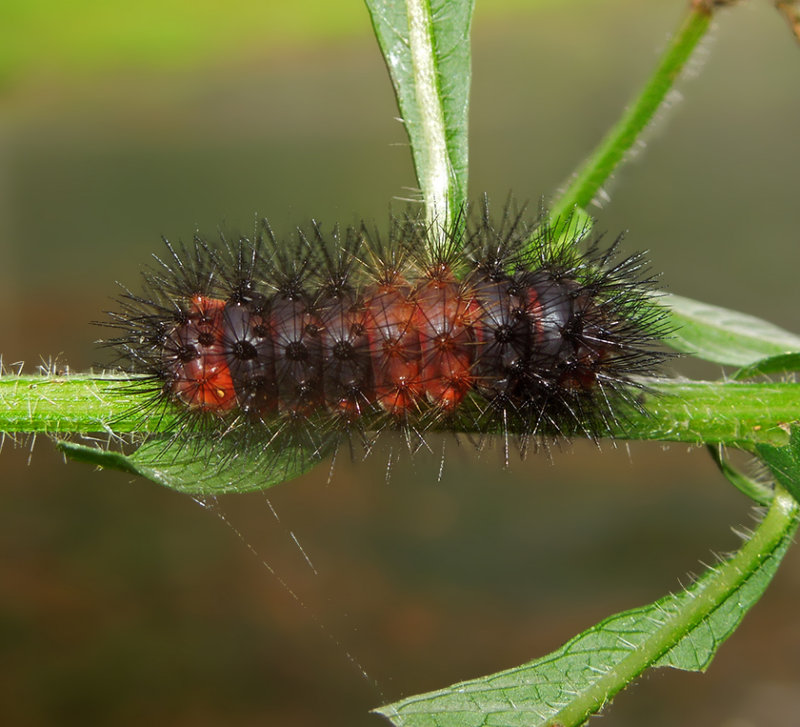 Giant Leopard Moth Caterpillar (8146)