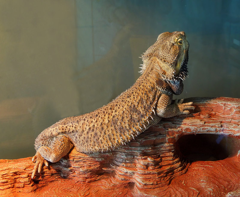 Bearded Dragon
