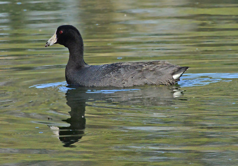 American Coot 