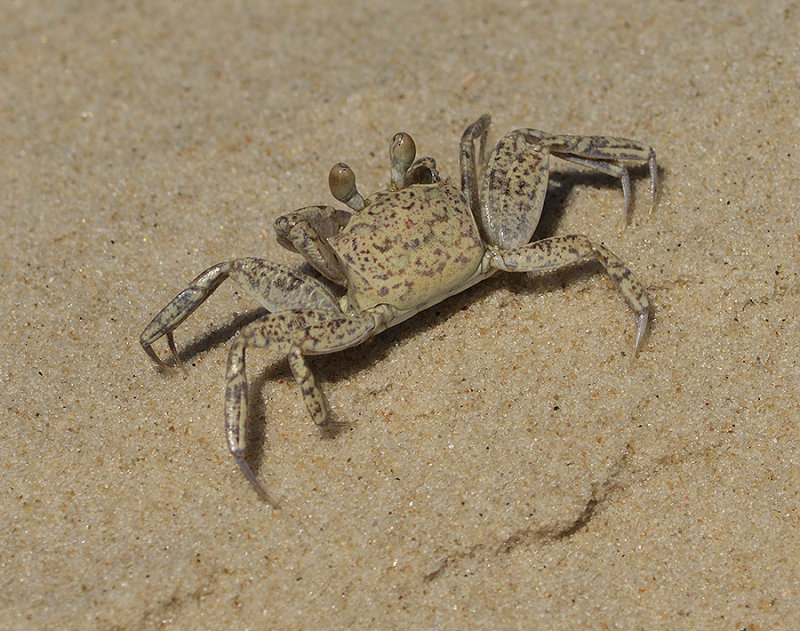 Ghost Crab