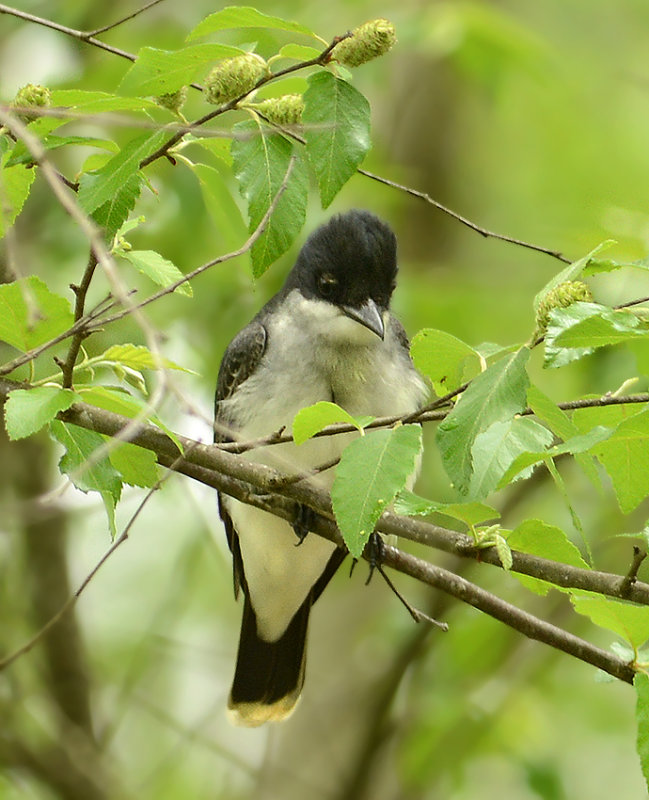 Breeding Adult