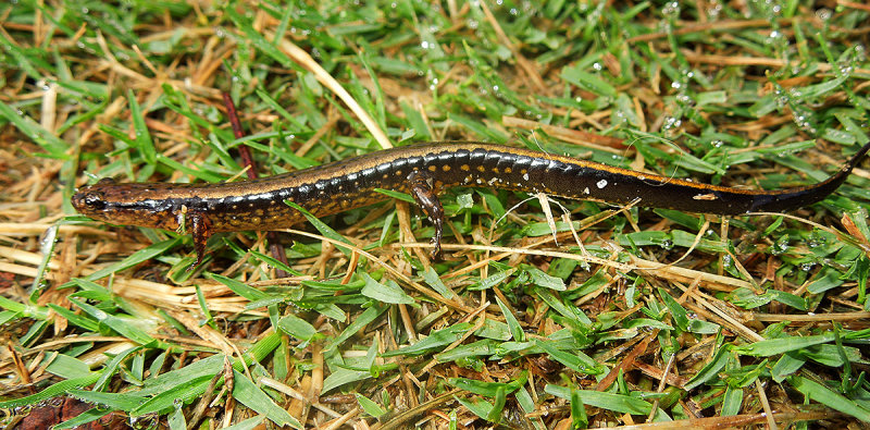 Three-lined Salamander (Lateral)