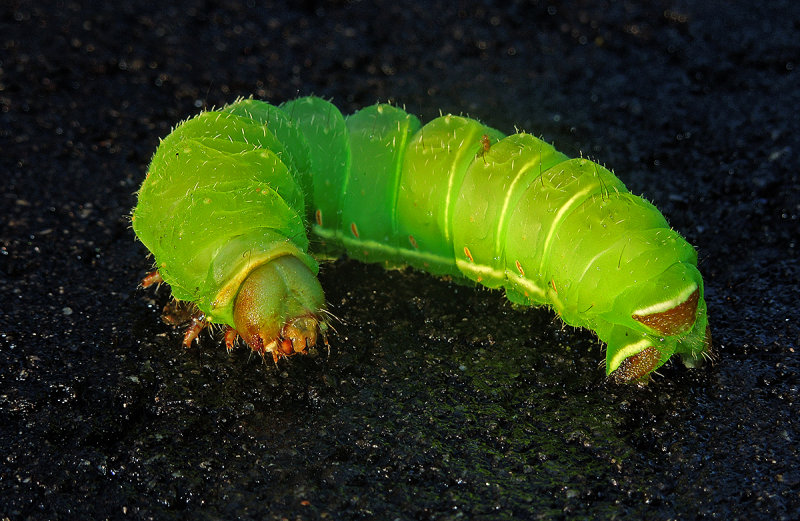 Luna Moth Caterpillar (4th Instar)