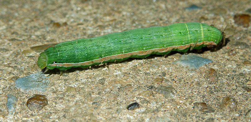Green Cutworm Moth Caterpillar (10911)