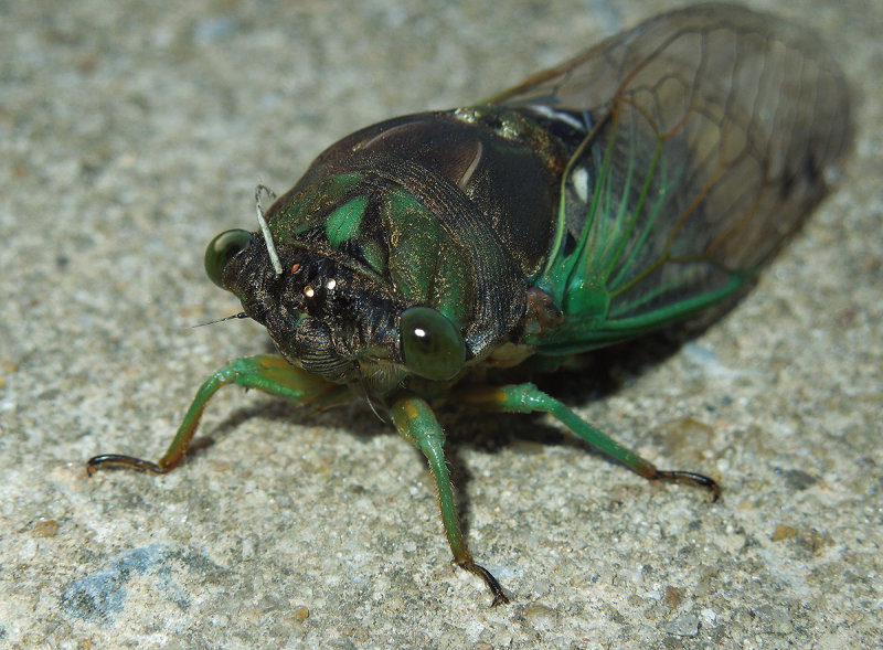 Swamp Cicada