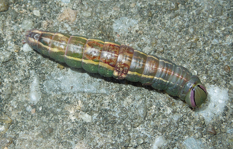 Saddled Prominent Moth Caterpillar (7994)