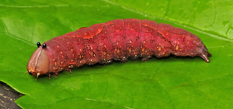 White-blotched Heterocampa Caterpillar (7990)