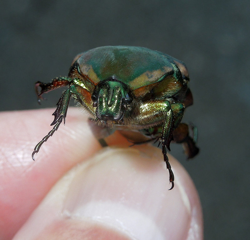 Green June Beetle (June Bug)