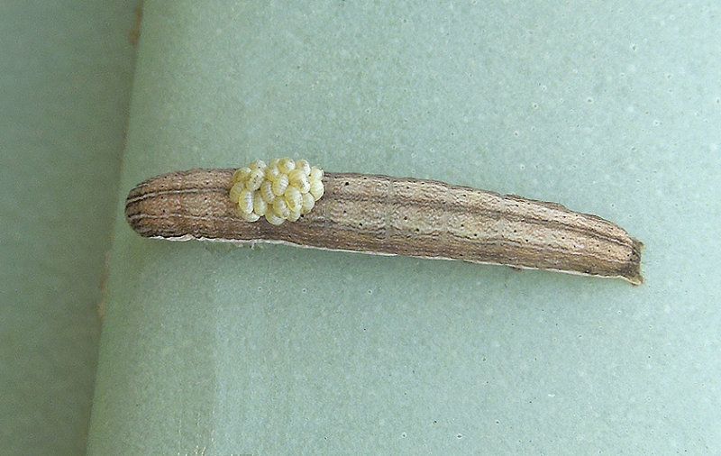 Sympistis forbesi Larva (10067.1)