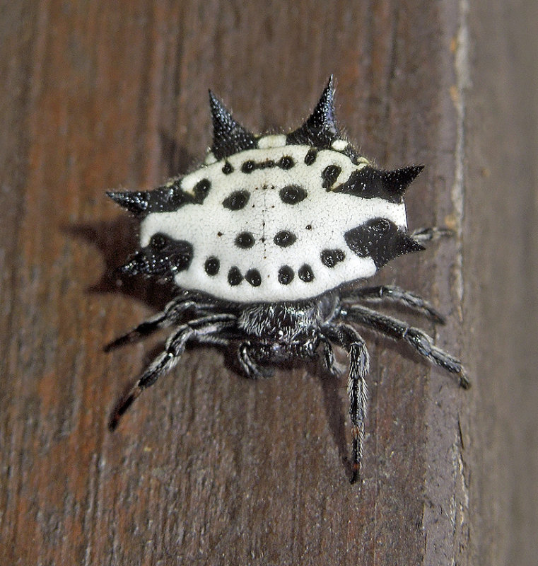 Spinybacked Orbweaver 