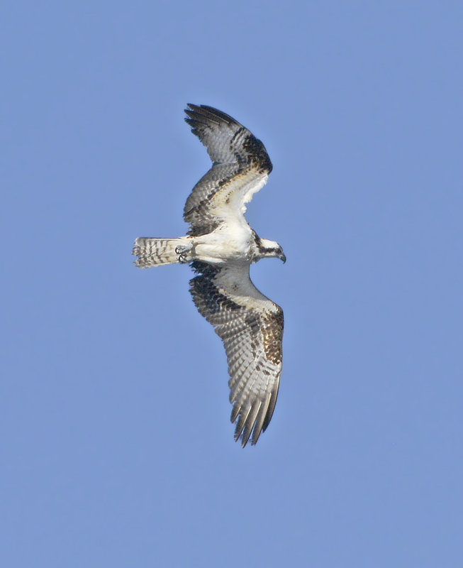 Adult in Flight